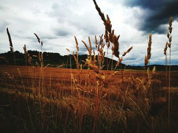 Plants growing on field against cloudy sky
