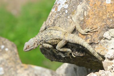 Close-up of lizard on rock