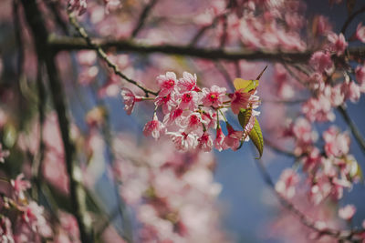 Close-up of pink cherry blossom