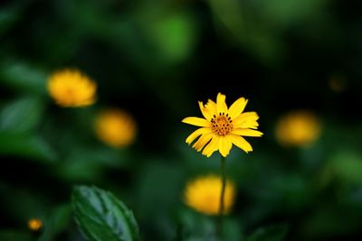 Close-up of yellow flowering plant