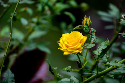 Close-up of yellow flowering plant