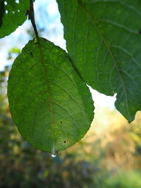 Close-up of leaves on leaf