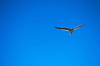 Low angle view of seagull flying against clear blue sky