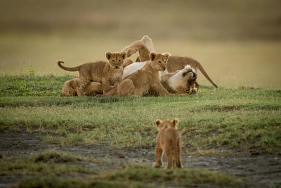 Lioness with cubs on grass