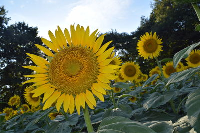 Close-up of sunflower on field against sky