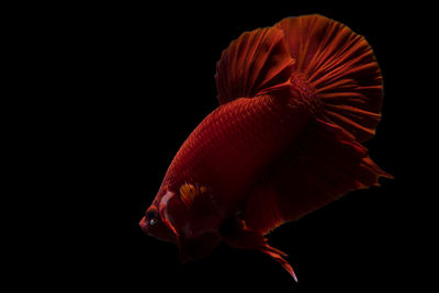 Close-up of fish underwater