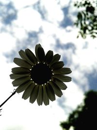 Low angle view of flowers against sky