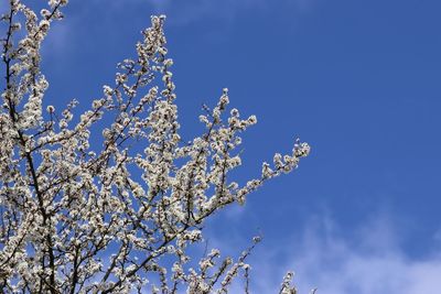 Low angle view of cherry blossoms against blue sky