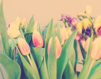 Close-up of multi colored flowers