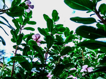 Low angle view of flowering plant against sky