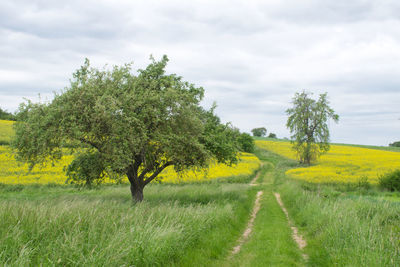 Scenic view of agricultural field against sky