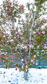 Pink flowers blooming in park