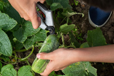 Midsection of man holding leaf