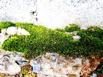 High angle view of moss growing on wall