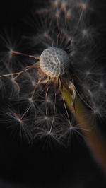 Close-up of dandelion