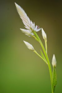 Close-up of white flowering plant