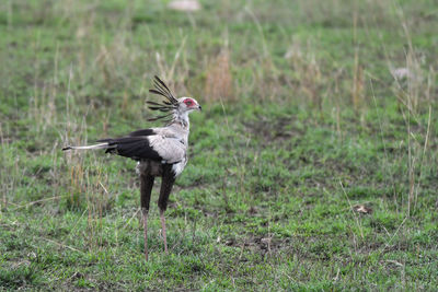 Bird flying over a field