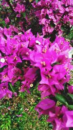 Close-up of pink flowers blooming outdoors