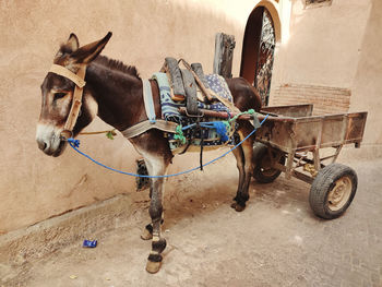 Morrocan donkey, marrakech medina
