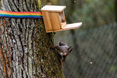 High angle view of bird on tree trunk