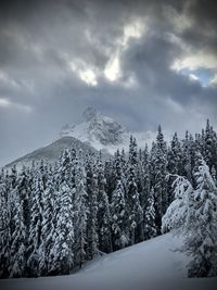 Pine trees on snowcapped mountains against sky