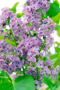 Close-up of flowers blooming on tree