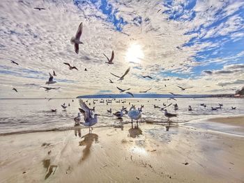 View of seagulls on beach