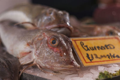 Close-up of fish for sale in market