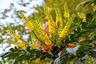 Close-up of yellow flowering plant
