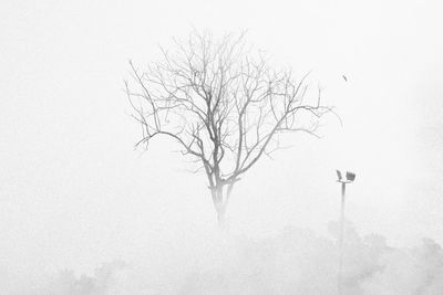 Bare tree against clear sky during winter