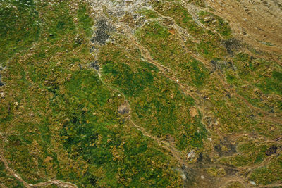 Full frame shot of plants on land