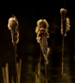 Close-up of wilted plant