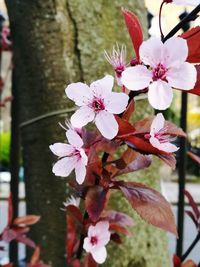 Close-up of pink flowers