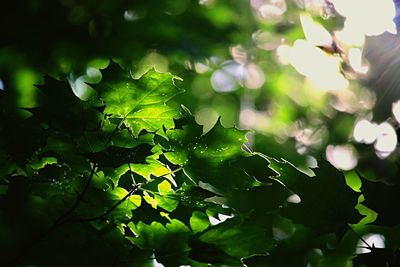 Close-up of leaves on tree