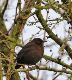 Low angle view of bird perching on branch