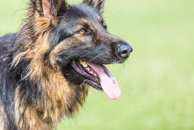 Close-up of german shepherd stick out tongue