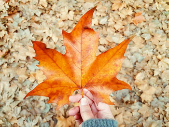 Low section of person holding maple leaves