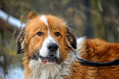 Close-up portrait of a dog