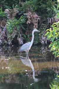 Bird perching on a lake