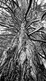 Full frame shot of tree trunk