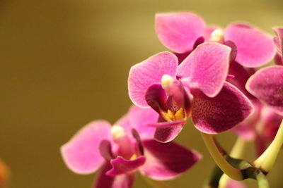 Close-up of pink flowers