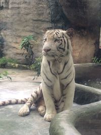 Cat sitting in zoo