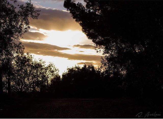 tree, tranquility, tranquil scene, silhouette, sky, scenics, beauty in nature, sunset, landscape, nature, cloud - sky, growth, idyllic, field, non-urban scene, dusk, cloud, cloudy, outdoors, dark