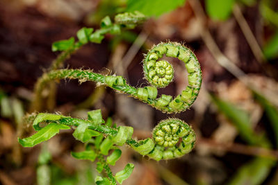 Close-up of new ferns