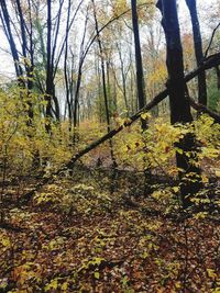 Trees in forest during autumn
