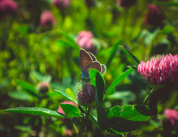 Close-up of butterfly pollinating on pink flower