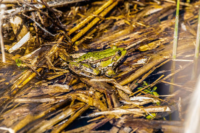 High angle view of crab on plant