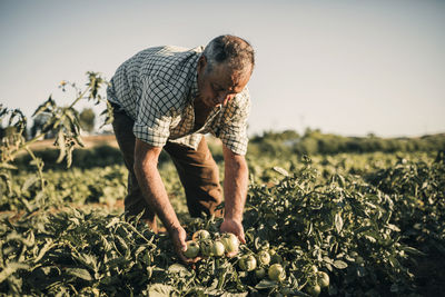 Male farm worker harvesting tomatoes at farm on sunny day