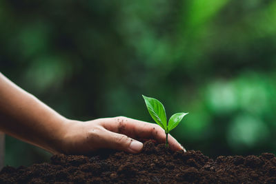 Close-up of hand holding plant