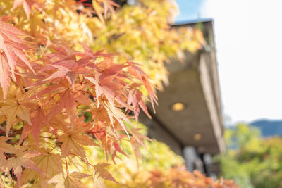 Close-up of maple leaves on plant during autumn